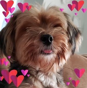 Meet your Posher, Sandy